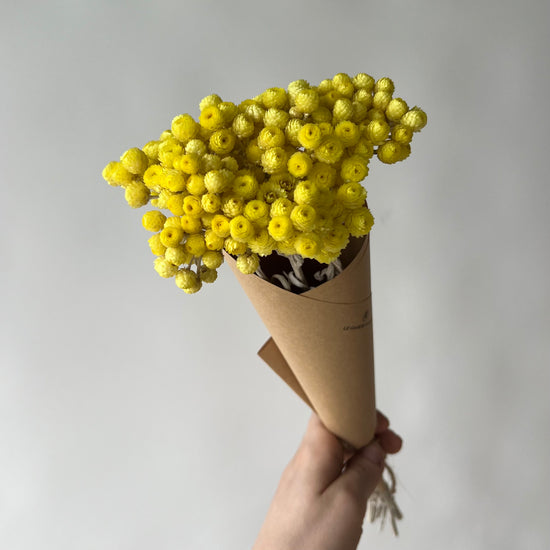 Helichrysum jaune