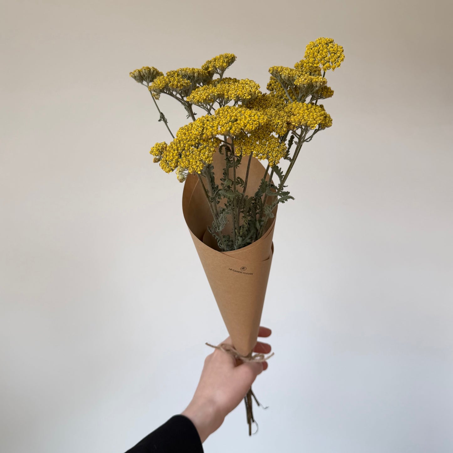 Achillées jaunes