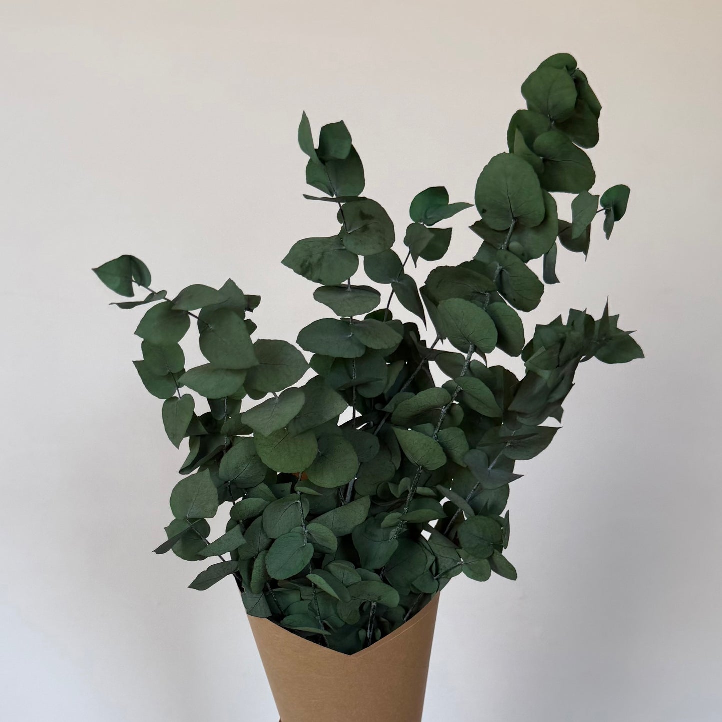 Eucalyptus cinerea