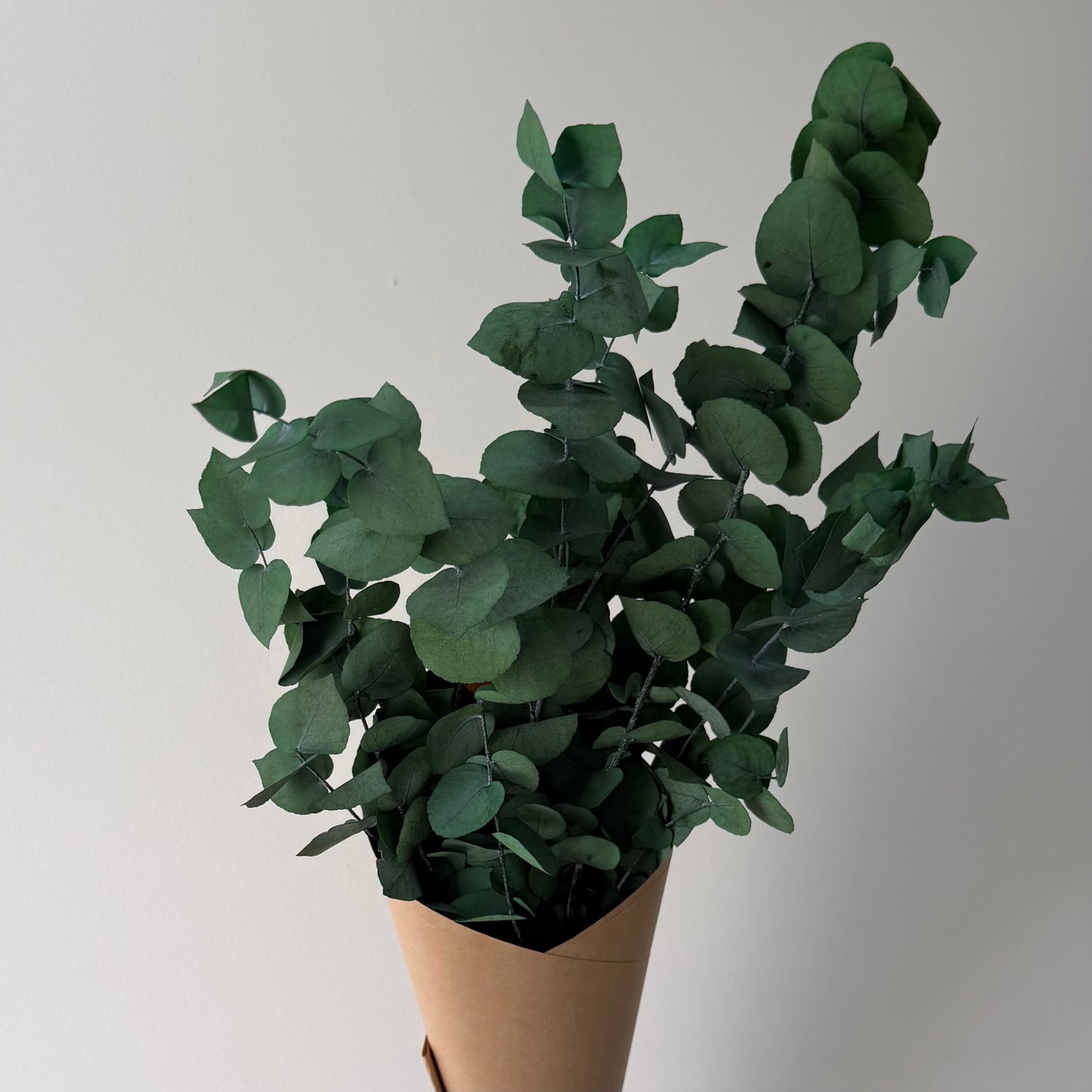 Eucalyptus cinerea