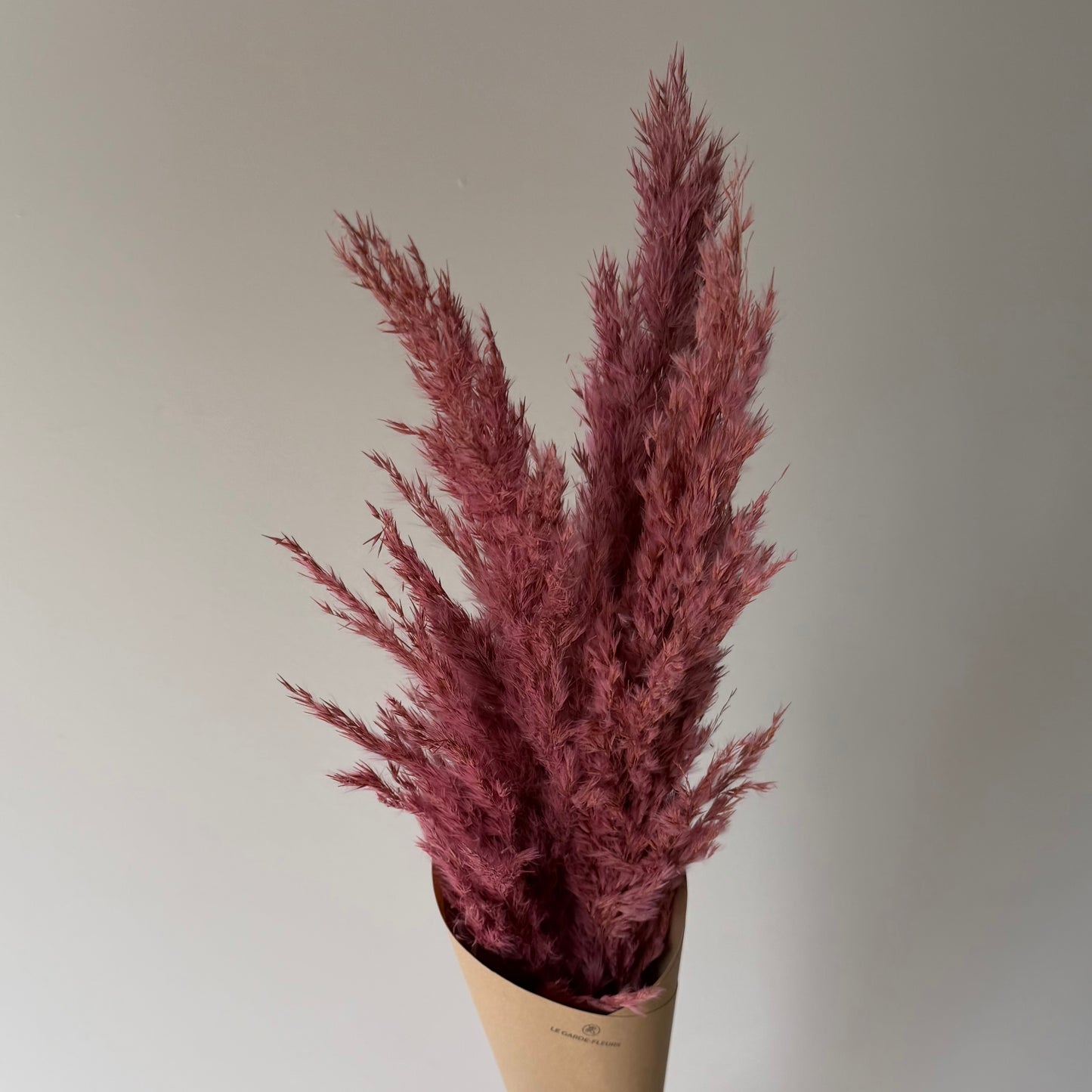 Pampas rose
