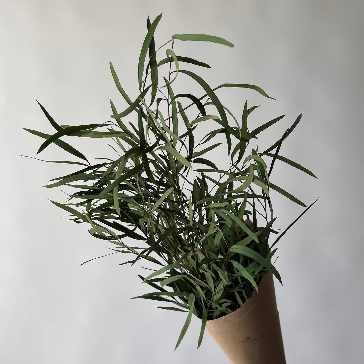 Eucalyptus Nicholli